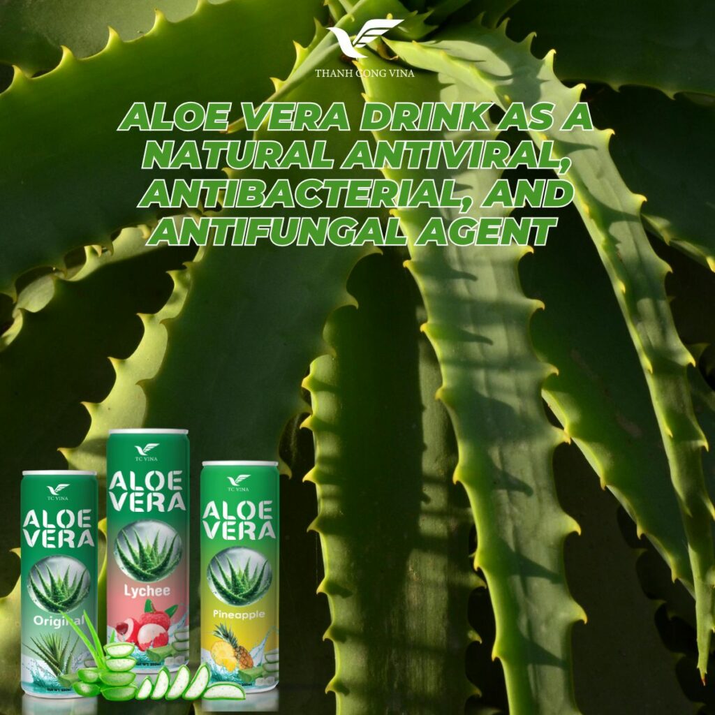 Aloe Vera Drink as a Natural Antiviral, Antibacterial, and Antifungal Agent 