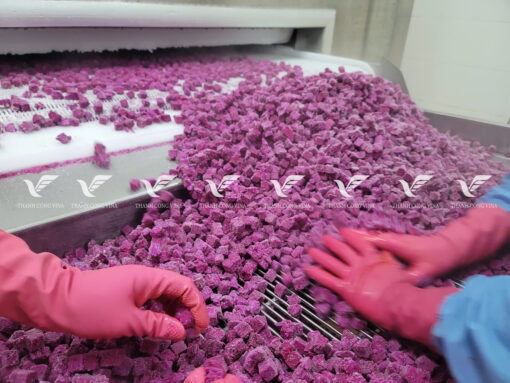 TCVINA IQF Frozen Red Dragon Fruit - Image 5